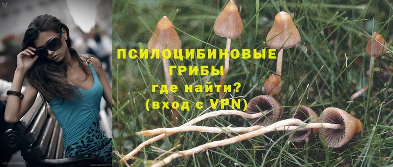 что такое   Пушкино  Псилоцибиновые грибы Magic Shrooms 